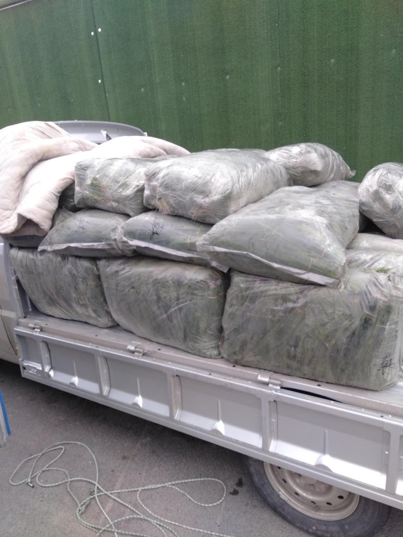 白洋淀芦苇叶