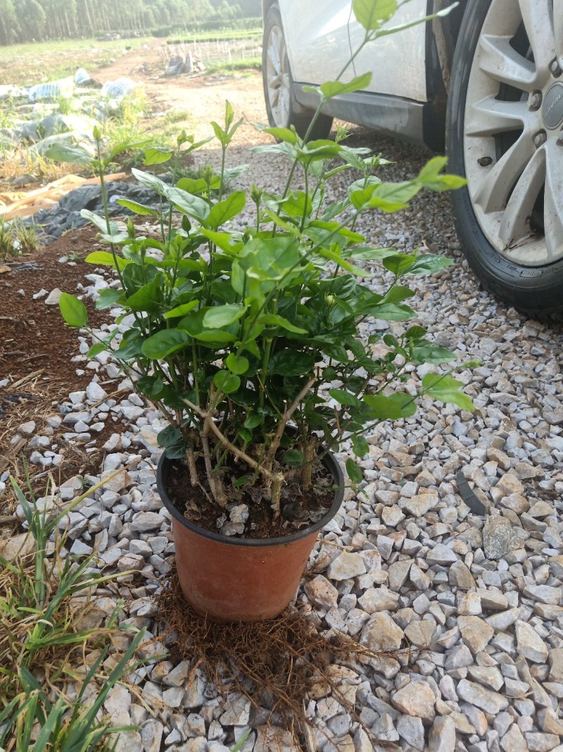 茉莉花盆栽带花苞发货双色盆