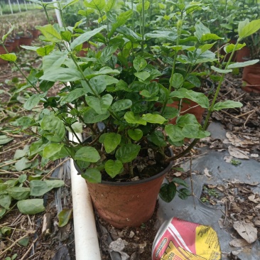 茉莉花盆栽带花苞发货双色盆