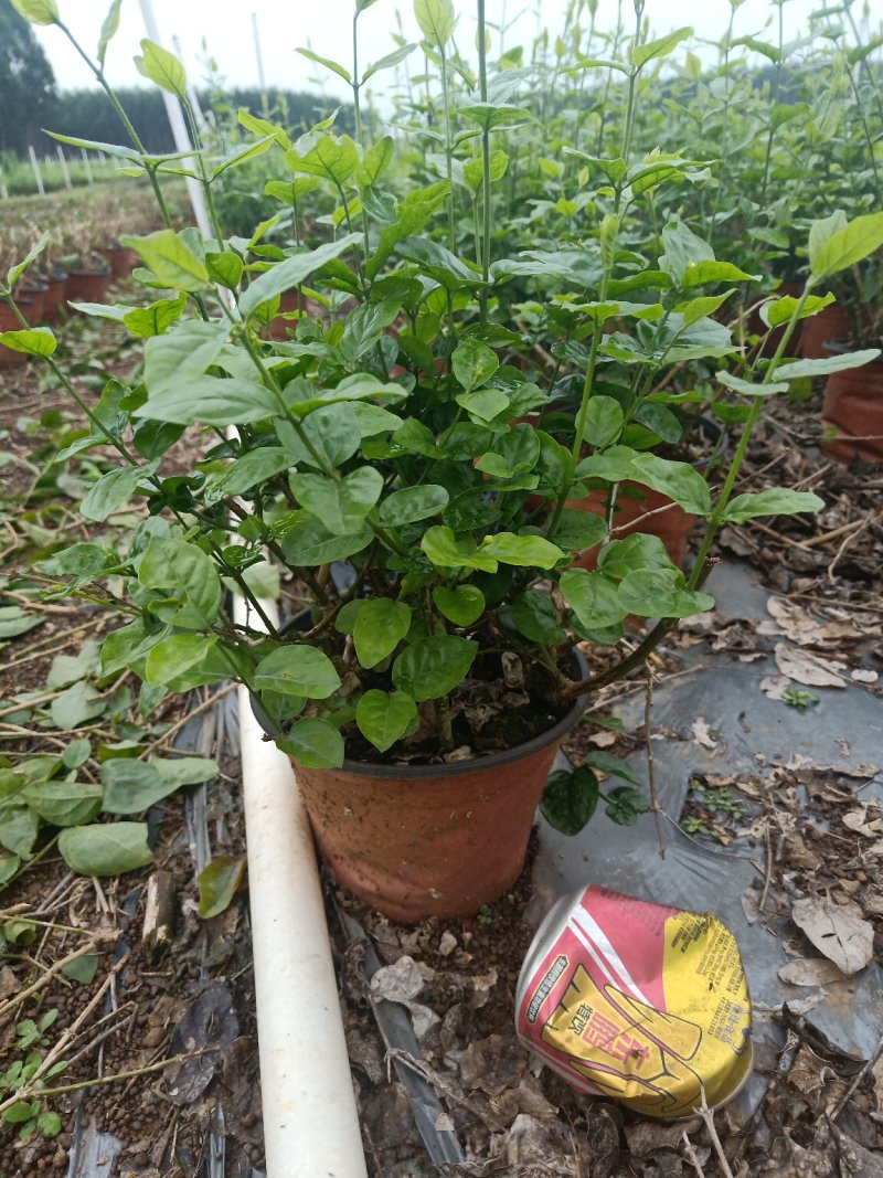 茉莉花盆栽带花苞发货双色盆