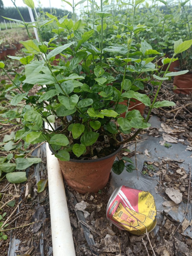 茉莉花盆栽带花苞发货双色盆