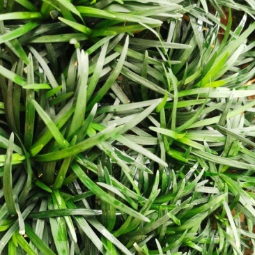 玉龙草，别墅高端草，四季长清小小草