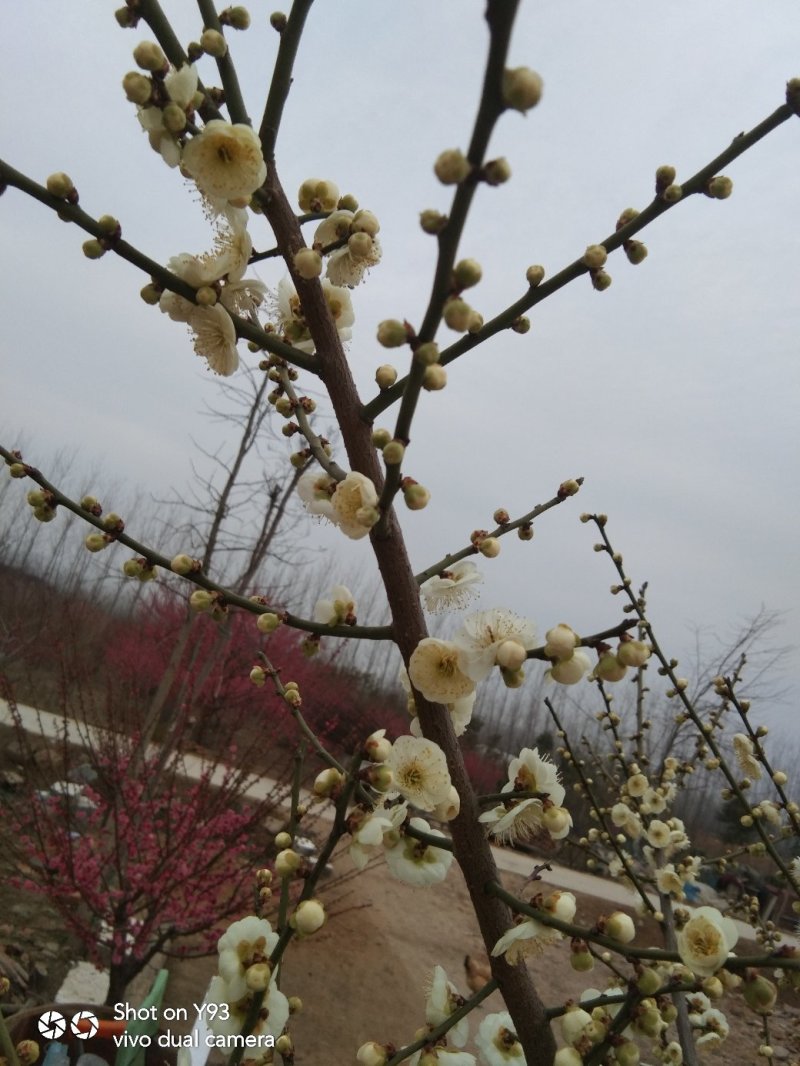 红梅，绿梅，宫粉，龙游，自家基地一手货源量大从优