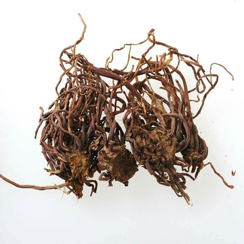 紫苑紫菀子菀子苑青菀返魂草根紫菀