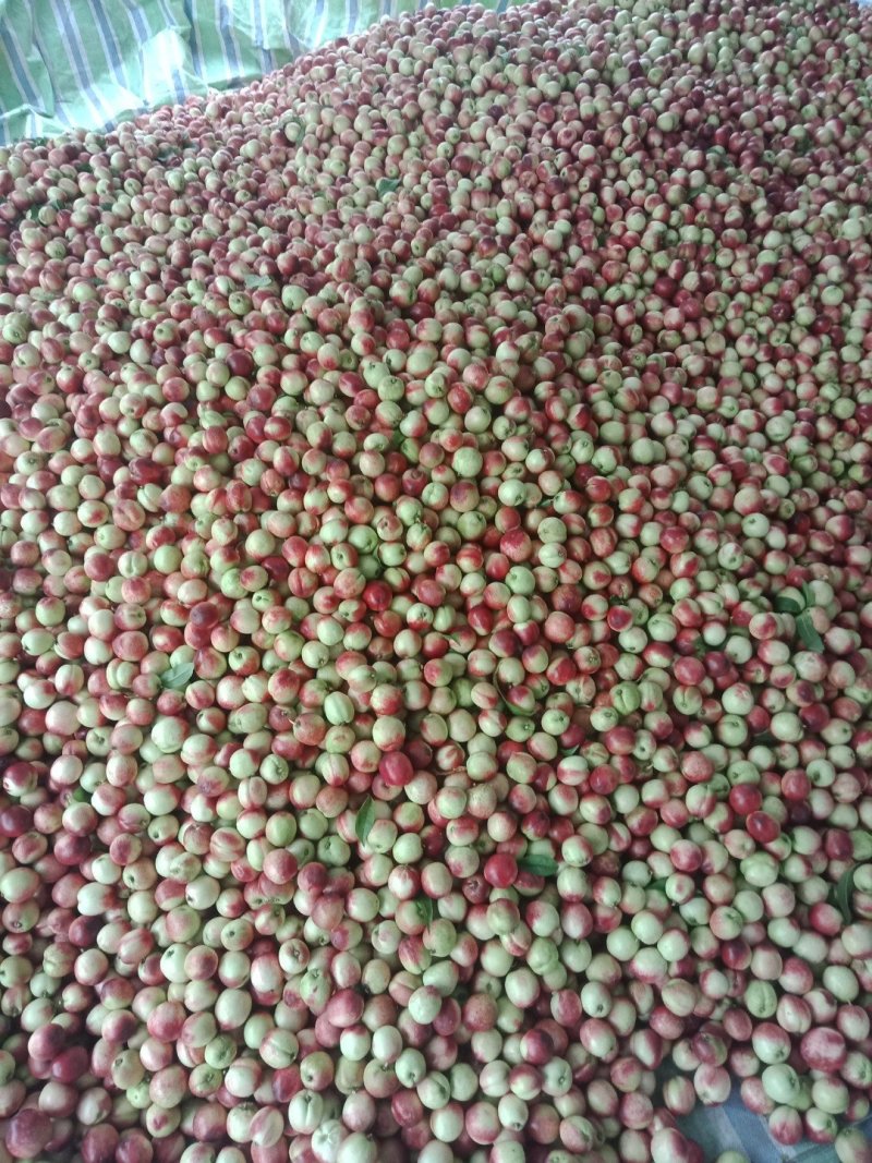 河南南阳露天518油桃大量上市产地源头货源充足现采现现发