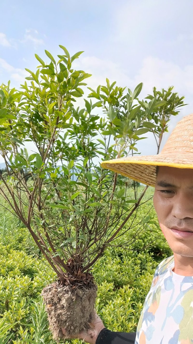 杜鹃毛杜鹃，各种规格，清田价。