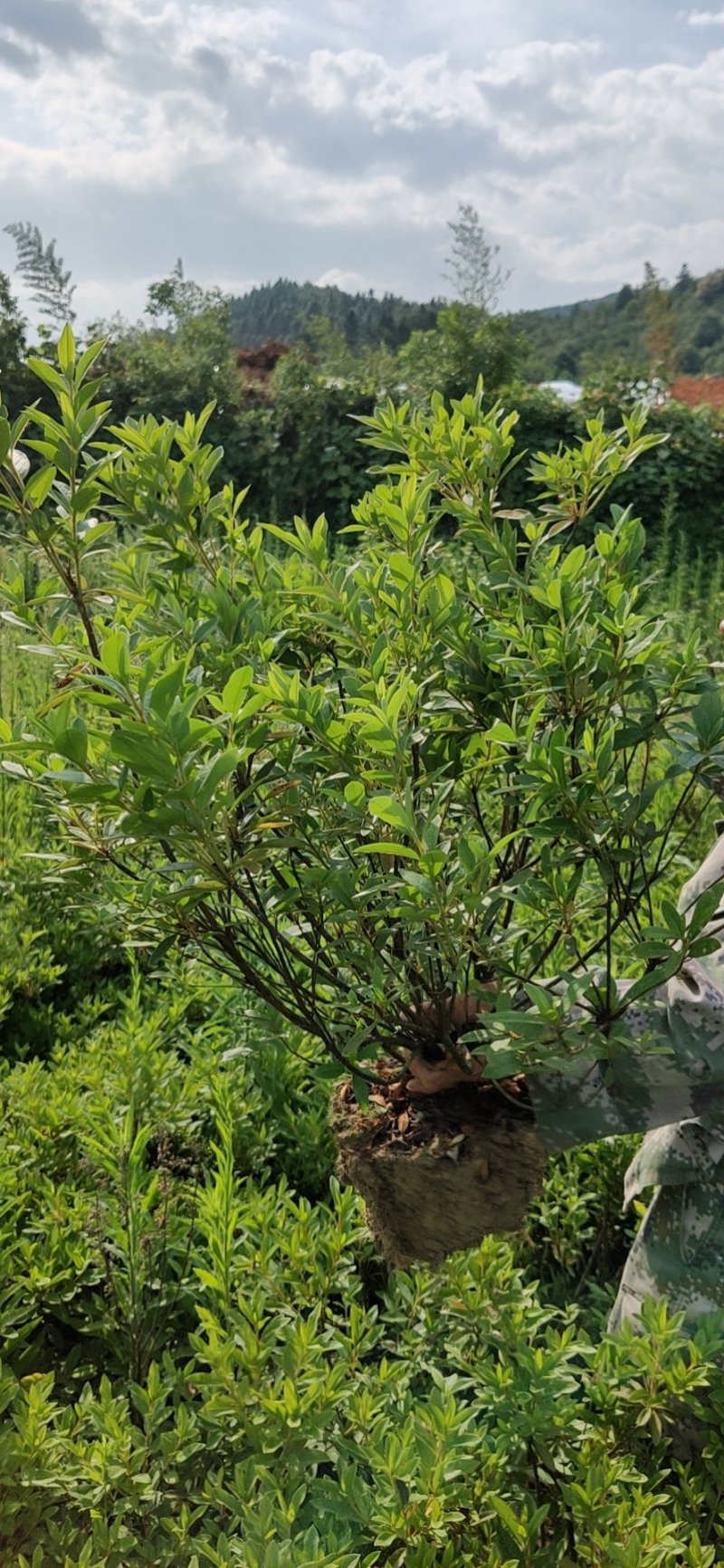 杜鹃毛杜鹃，各种规格，清田价。