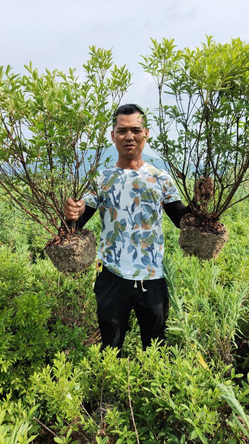 杜鹃毛杜鹃，各种规格，清田价。