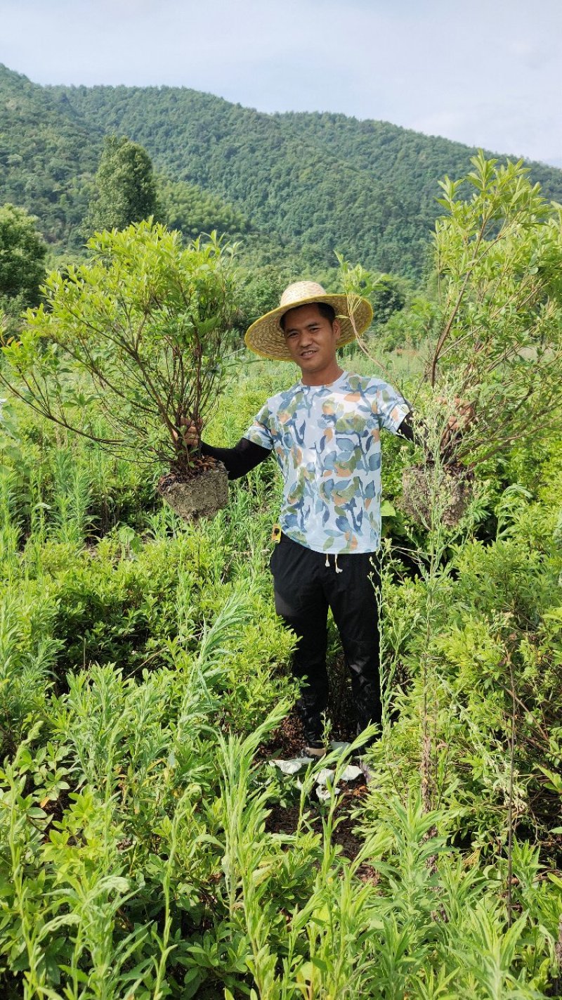 杜鹃毛杜鹃，各种规格，清田价。