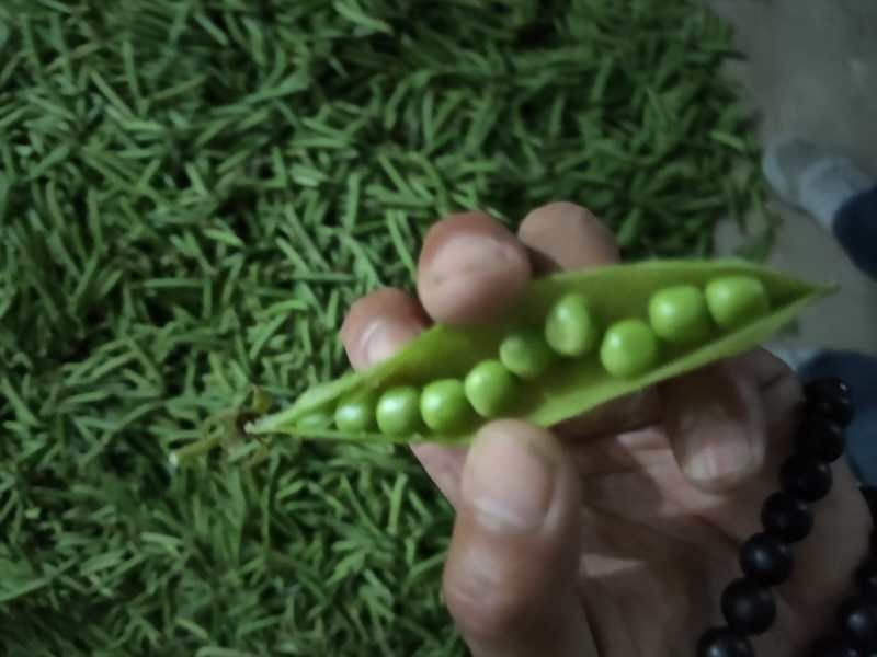 青豌豆，（9号）（11号）（廉刀弯）（长寿仁）欢迎订购！