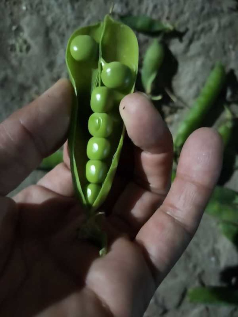 青豌豆，（9号）（11号）（廉刀弯）（长寿仁）欢迎订购！