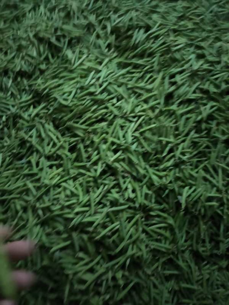 青豌豆，（9号）（11号）（廉刀弯）（长寿仁）欢迎订购！