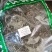 中药材旱莲草墨旱莲旱连草乌发野新鲜旱莲草