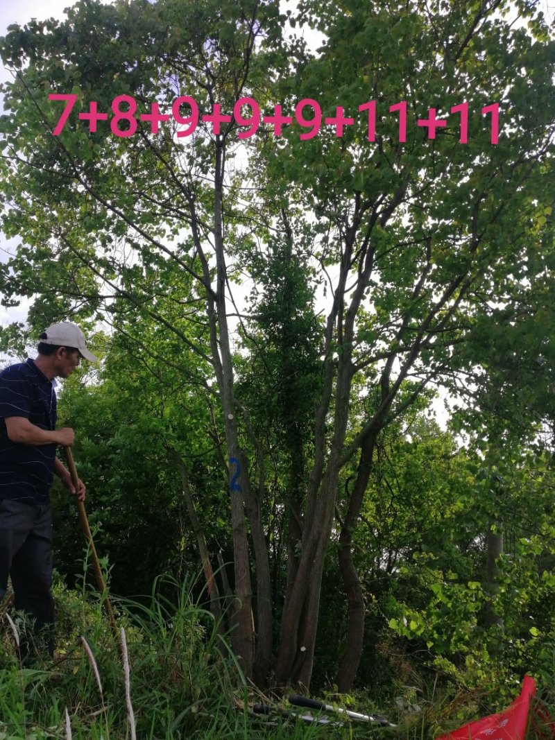 长年大量供应丛生乌桕20-200公分