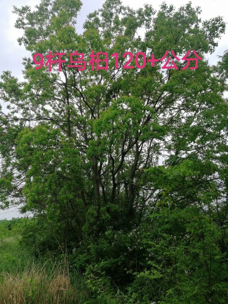 长年大量供应丛生乌桕20-200公分