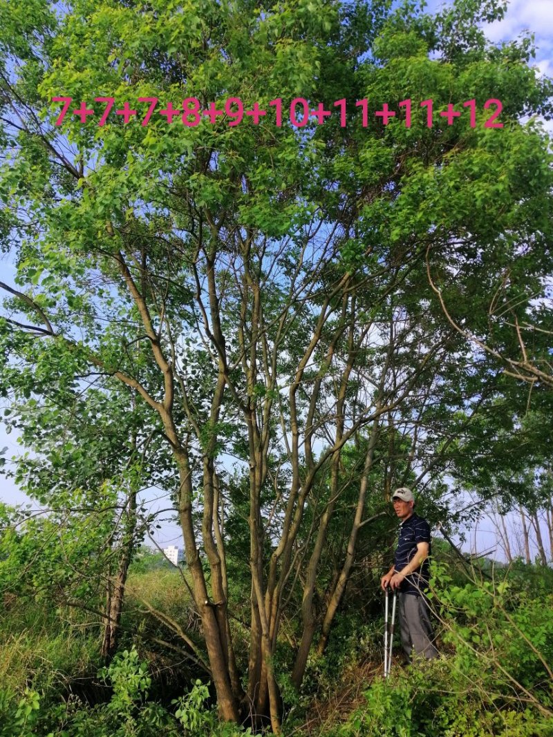 长年大量供应丛生乌桕20-200公分
