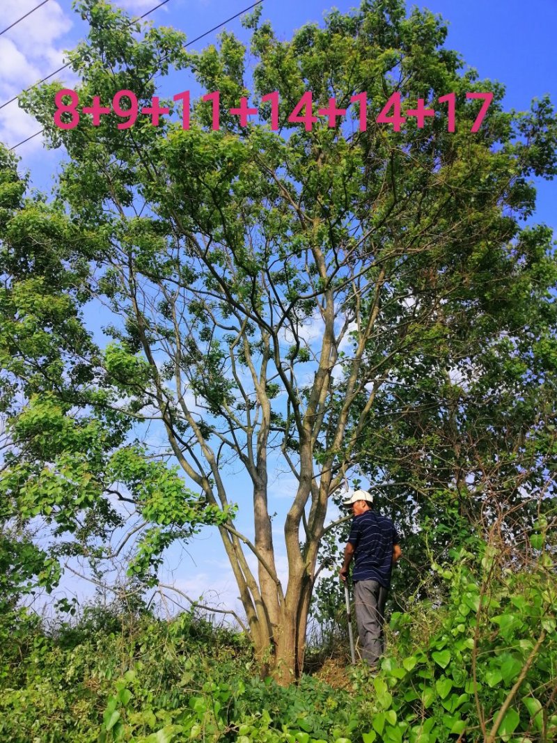 长年大量供应丛生乌桕20-200公分