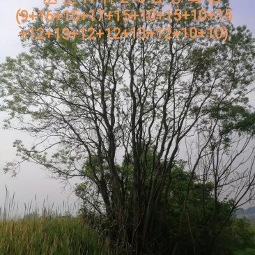 长年大量供应丛生乌桕20-200公分