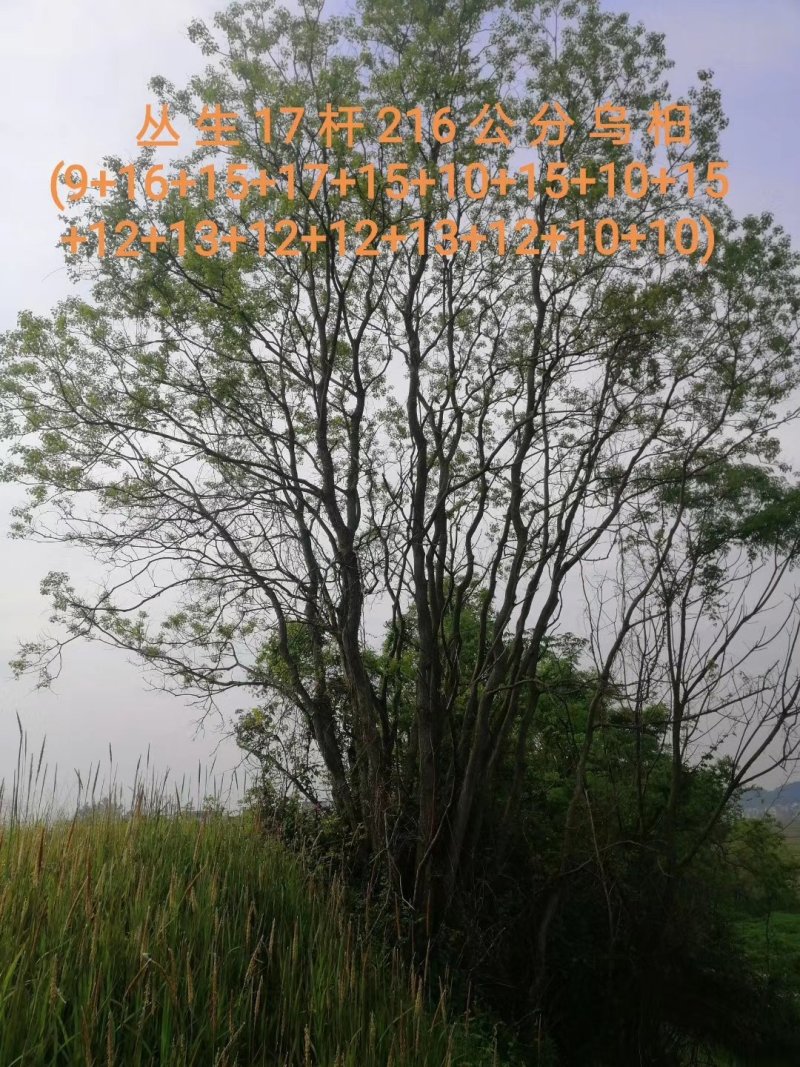长年大量供应丛生乌桕20-200公分