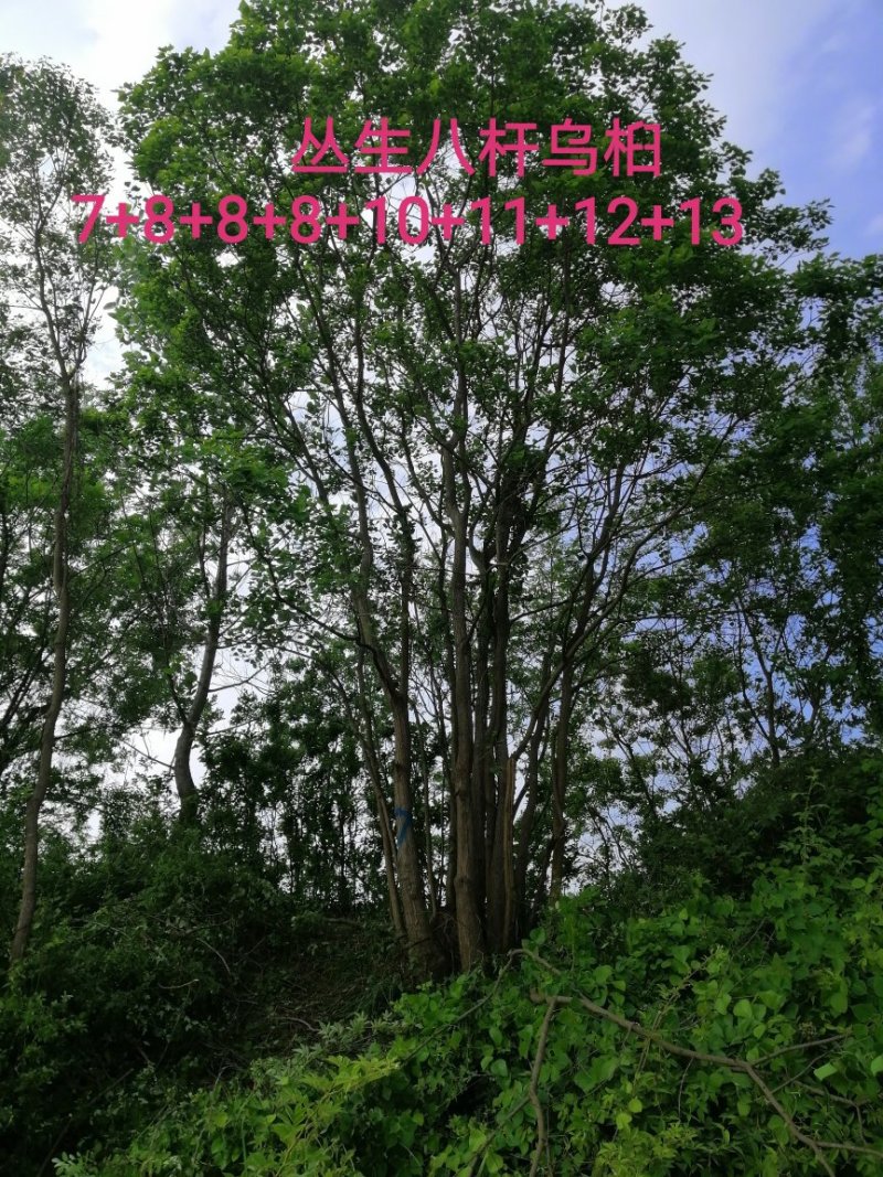 长年大量供应丛生乌桕20-200公分