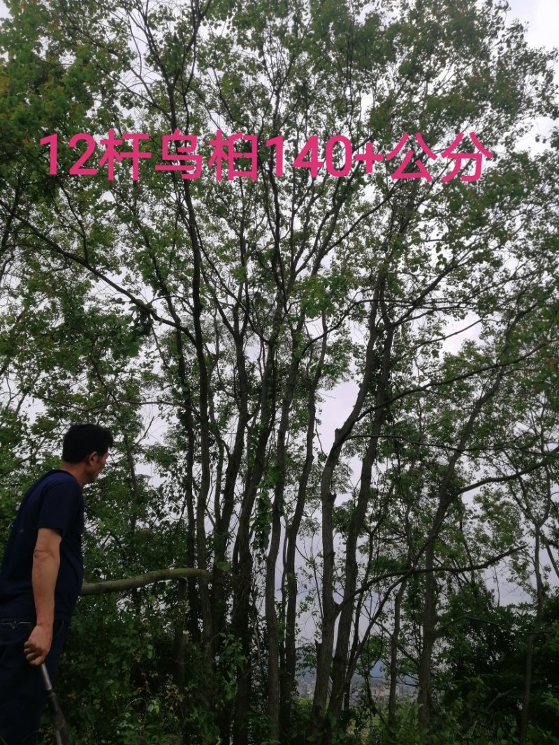 长年大量供应丛生乌桕20-200公分