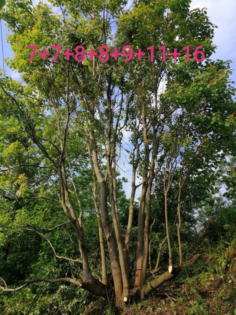 长年大量供应丛生乌桕20-200公分