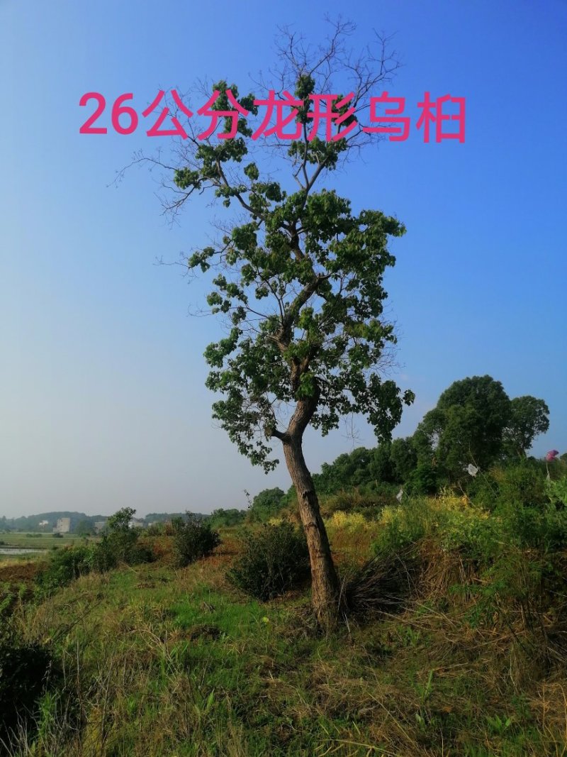 长年大量供应异形乌桕