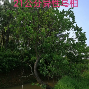 长年大量供应异形乌桕