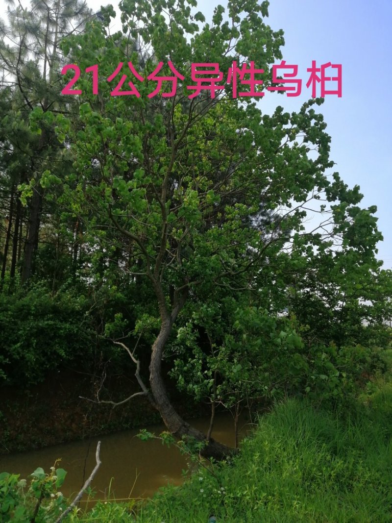 长年大量供应异形乌桕