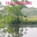 长年大量供应异形乌桕