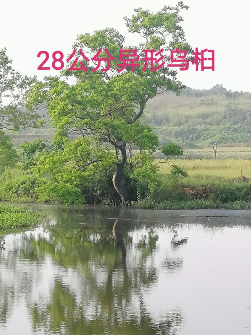 长年大量供应异形乌桕