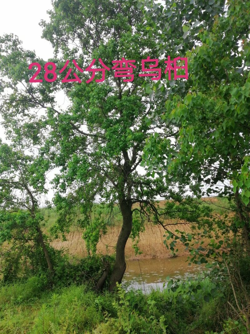 长年大量供应异形乌桕