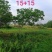 长年大量供应异形乌桕