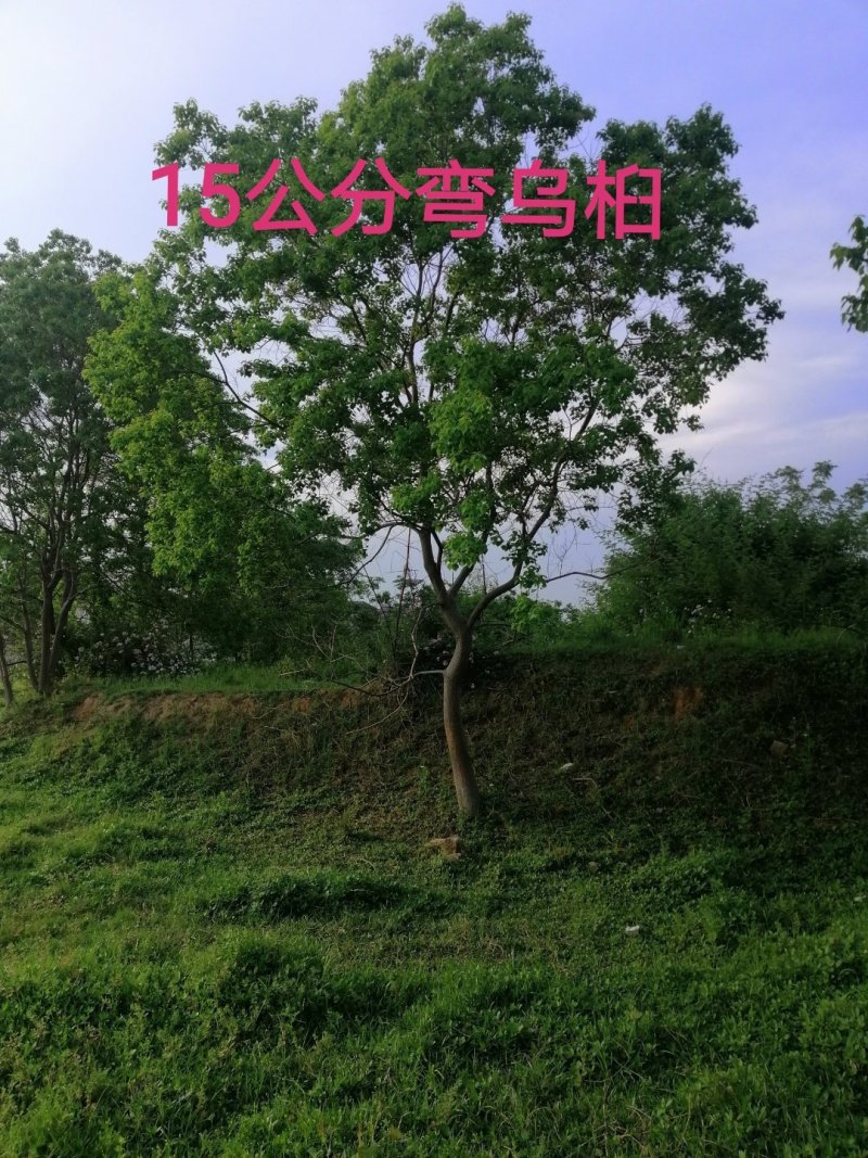长年大量供应异形乌桕