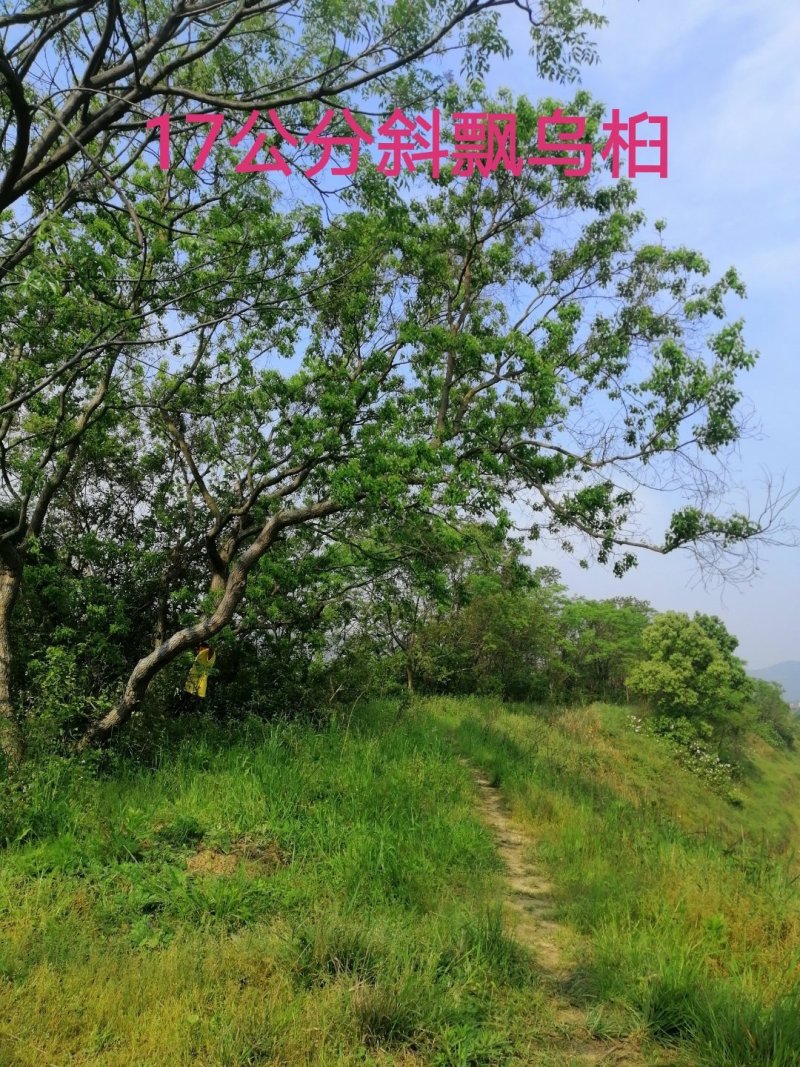 长年大量供应异形乌桕
