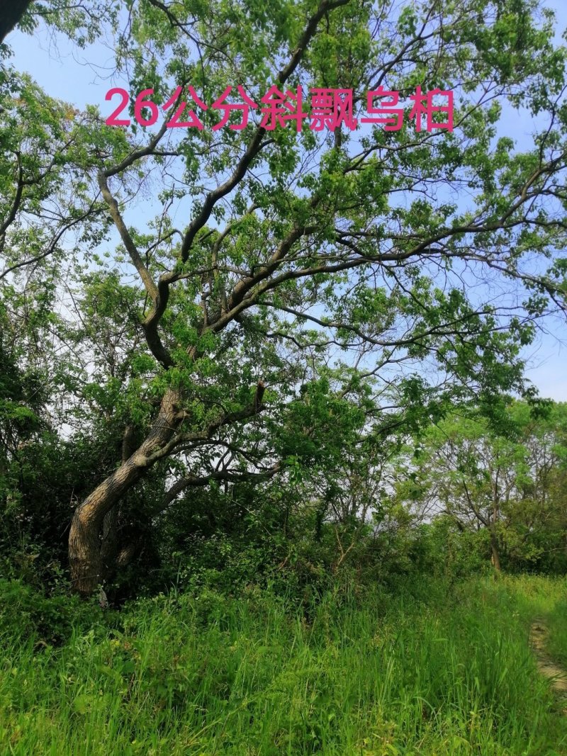 长年大量供应异形乌桕