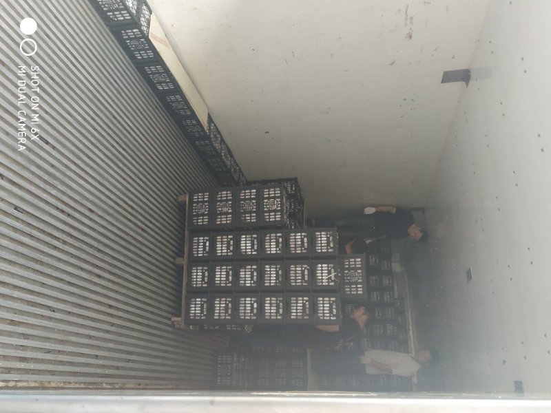 油桃曙光，千年红，金蕾，口感好个头大，日供应10万斤