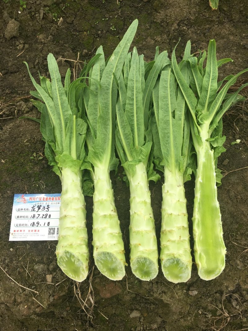耐热尖叶香莴笋种子抗热莴笋春夏秋主栽品种皮嫩浅绿白