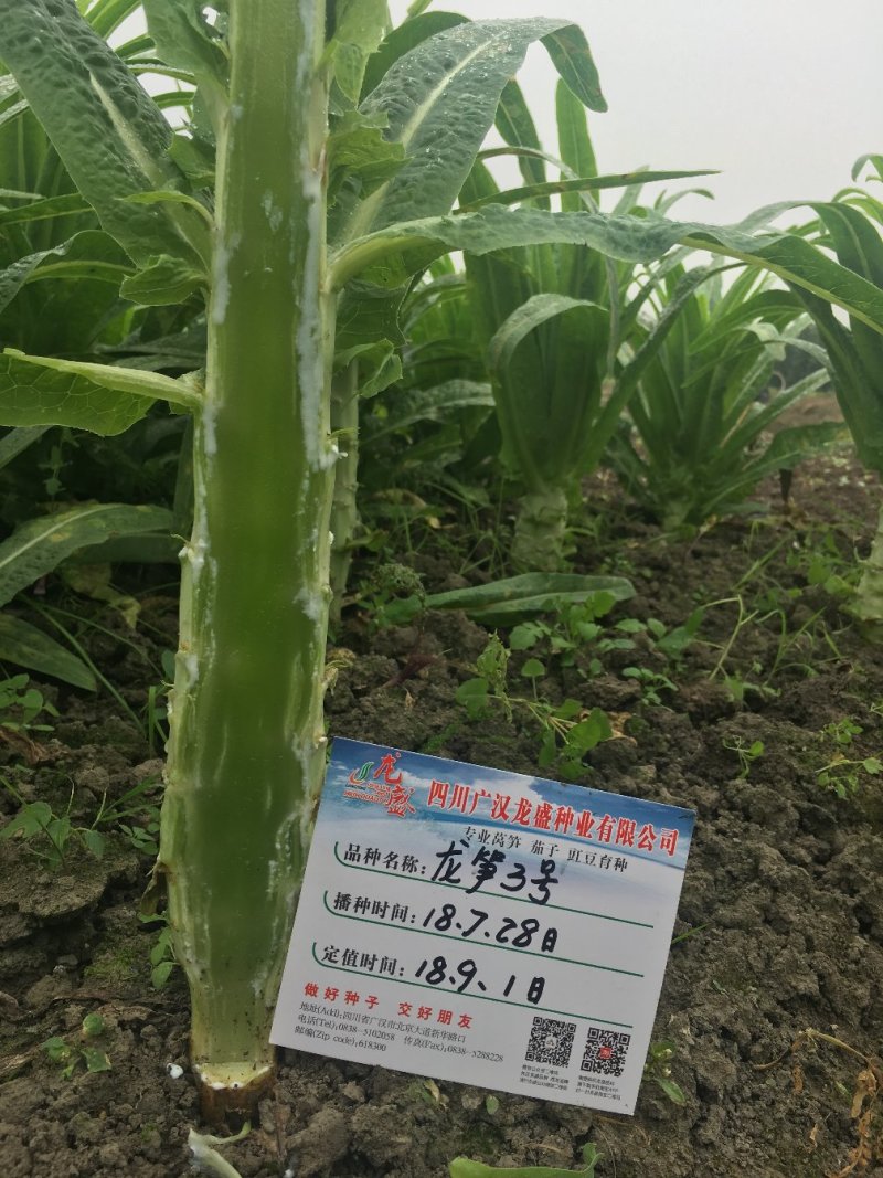 耐热尖叶香莴笋种子抗热莴笋春夏秋主栽品种皮嫩浅绿白