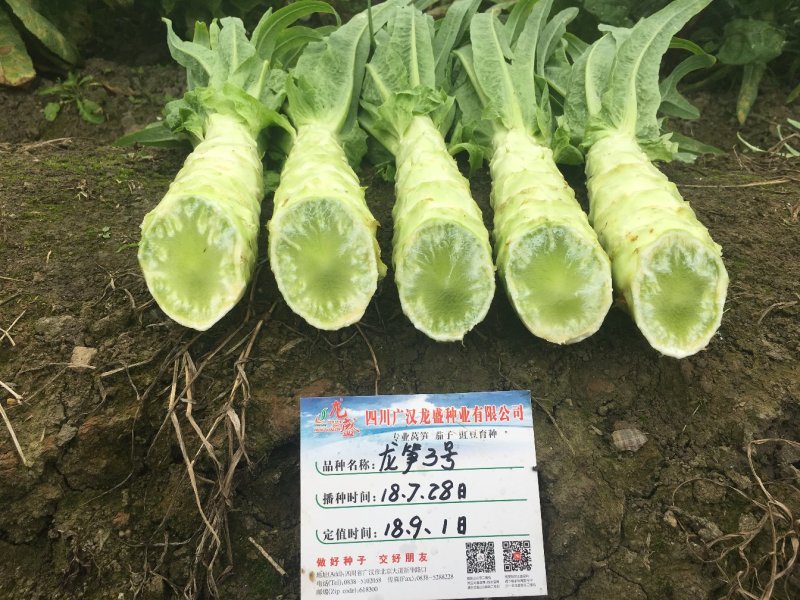 耐热尖叶香莴笋种子抗热莴笋春夏秋主栽品种皮嫩浅绿白