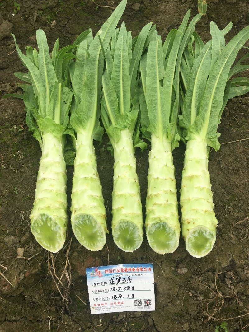 耐热尖叶香莴笋种子抗热莴笋春夏秋主栽品种皮嫩浅绿白
