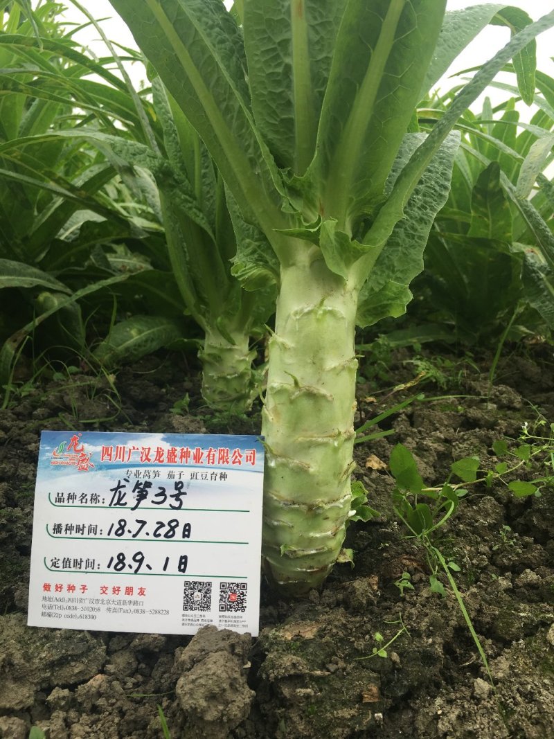 耐热尖叶香莴笋种子抗热莴笋春夏秋主栽品种皮嫩浅绿白