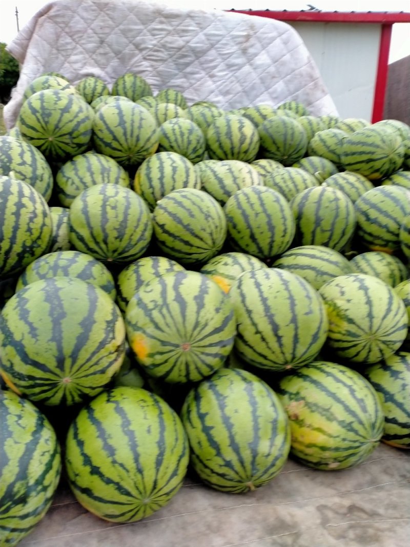 凯特杏，金太阳杏，丰源红杏，大量供应馆陶县众康果品