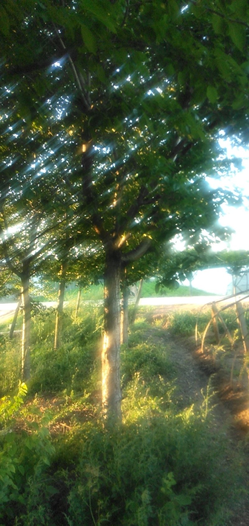 供应多规格日本高杆早樱，晚樱，染井吉野，