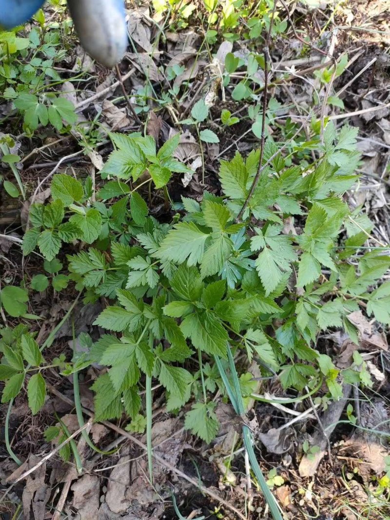 野芹菜