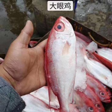 海鱼它的营养价值非常高，常被人们认为是山珍海味