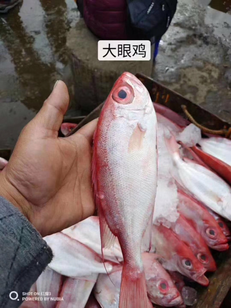 海鱼它的营养价值非常高，常被人们认为是山珍海味