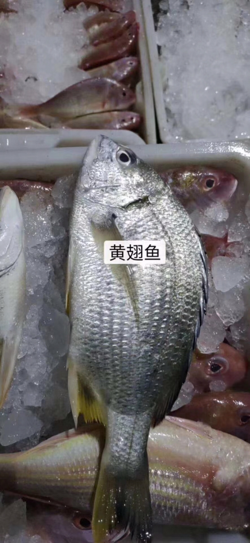 海鱼它的营养价值非常高，常被人们认为是山珍海味