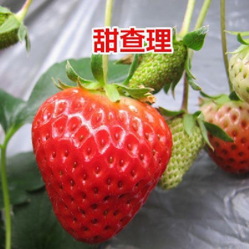 新鲜草莓苗，包邮到家！