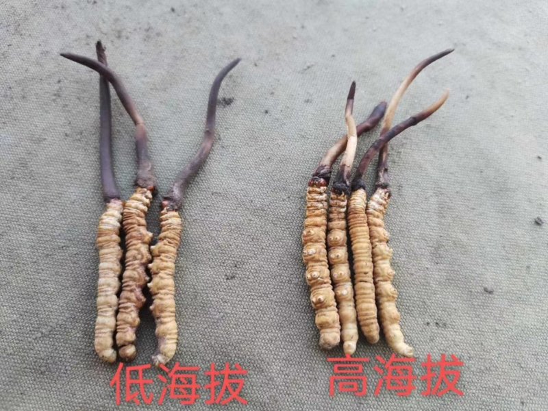 2020新鲜冬虫夏草产地直销量大从优各种规格